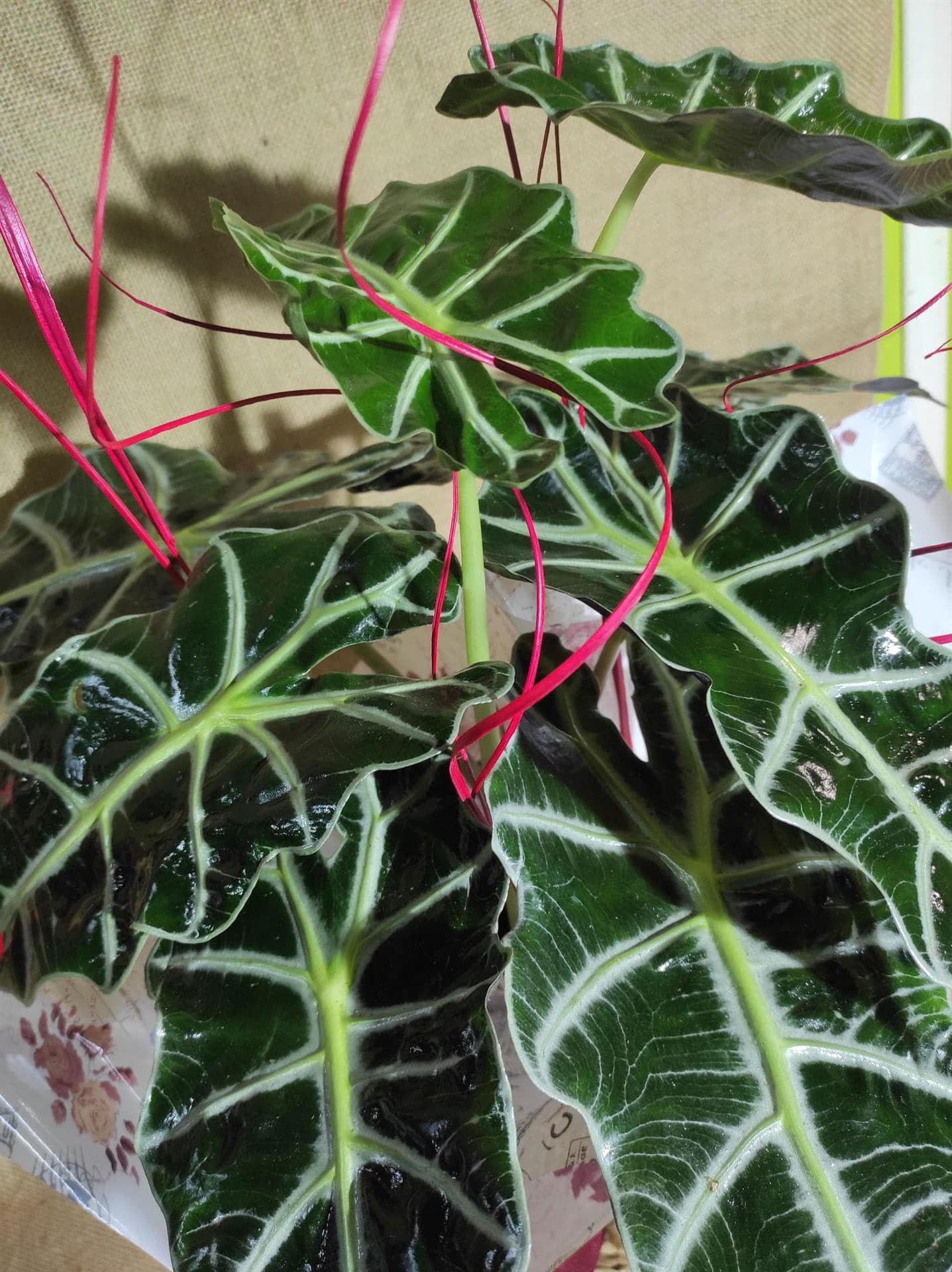 Regalo de flores en Lugo