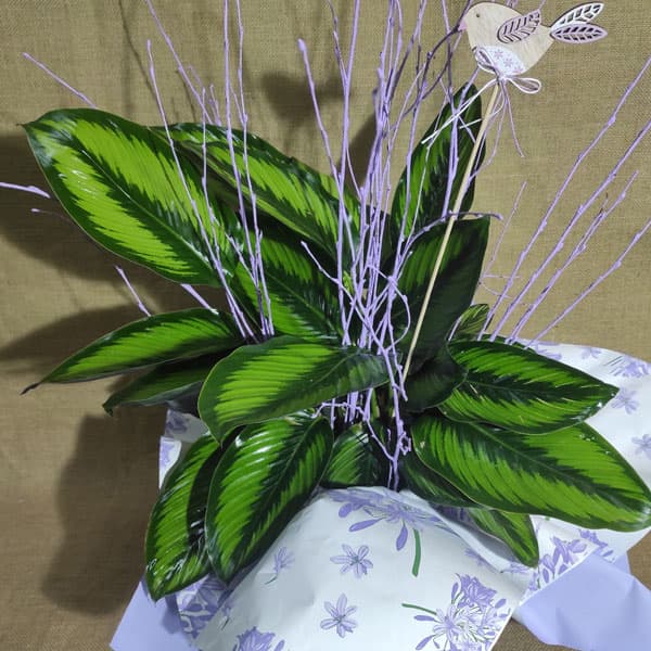 Regalar plantes de Musa Floristas